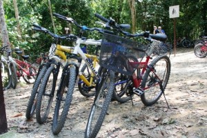 You'll need to rent a bicycle to properly explore Pulau Ubin.