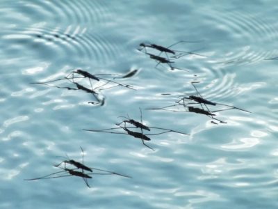 mosquitoes swimming can carry zika